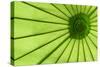 Green Umbrella-Kathy Mahan-Stretched Canvas