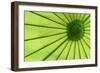 Green Umbrella-Kathy Mahan-Framed Photographic Print