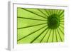 Green Umbrella-Kathy Mahan-Framed Photographic Print