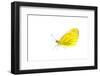 Green-veined white butterfly, Lorsch, Hessen, Germany-MYN / Dirk Funhoff-Framed Photographic Print