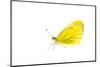 Green-veined white butterfly, Lorsch, Hessen, Germany-MYN / Dirk Funhoff-Mounted Photographic Print