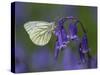 Green Veined White Butterfly on bluebell flower, England-Andy Sands-Stretched Canvas