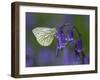 Green Veined White Butterfly on bluebell flower, England-Andy Sands-Framed Photographic Print
