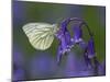 Green Veined White Butterfly on bluebell flower, England-Andy Sands-Mounted Photographic Print