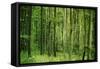 Green Vertically-Philippe Sainte-Laudy-Framed Stretched Canvas