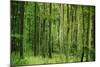Green Vertically-Philippe Sainte-Laudy-Mounted Photographic Print