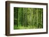 Green Vertically-Philippe Sainte-Laudy-Framed Photographic Print