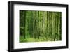 Green Vertically-Philippe Sainte-Laudy-Framed Photographic Print