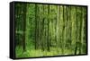 Green Vertically-Philippe Sainte-Laudy-Framed Stretched Canvas