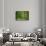 Green Vertically-Philippe Sainte-Laudy-Framed Stretched Canvas displayed on a wall