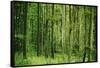Green Vertically-Philippe Sainte-Laudy-Framed Stretched Canvas
