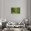 Green Vertically-Philippe Sainte-Laudy-Stretched Canvas displayed on a wall