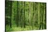 Green Vertically-Philippe Sainte-Laudy-Stretched Canvas