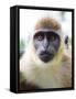 Green Ververt Monkey, St. Kitts, Caribbean-Greg Johnston-Framed Stretched Canvas