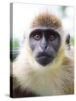 Green Ververt Monkey, St. Kitts, Caribbean-Greg Johnston-Stretched Canvas