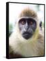 Green Ververt Monkey, St. Kitts, Caribbean-Greg Johnston-Framed Stretched Canvas