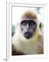 Green Ververt Monkey, St. Kitts, Caribbean-Greg Johnston-Framed Premium Photographic Print
