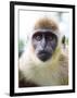 Green Ververt Monkey, St. Kitts, Caribbean-Greg Johnston-Framed Premium Photographic Print