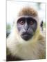 Green Ververt Monkey, St. Kitts, Caribbean-Greg Johnston-Mounted Premium Photographic Print