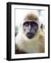 Green Ververt Monkey, St. Kitts, Caribbean-Greg Johnston-Framed Photographic Print