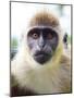 Green Ververt Monkey, St. Kitts, Caribbean-Greg Johnston-Mounted Photographic Print