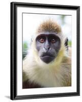 Green Ververt Monkey, St. Kitts, Caribbean-Greg Johnston-Framed Photographic Print