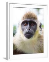 Green Ververt Monkey, St. Kitts, Caribbean-Greg Johnston-Framed Photographic Print