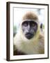 Green Ververt Monkey, St. Kitts, Caribbean-Greg Johnston-Framed Photographic Print