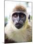 Green Ververt Monkey, St. Kitts, Caribbean-Greg Johnston-Mounted Photographic Print