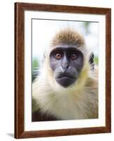 Green Ververt Monkey, St. Kitts, Caribbean-Greg Johnston-Framed Photographic Print