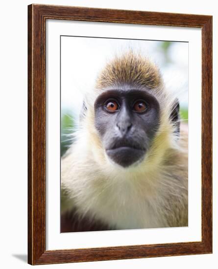 Green Ververt Monkey, St. Kitts, Caribbean-Greg Johnston-Framed Photographic Print