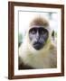 Green Ververt Monkey, St. Kitts, Caribbean-Greg Johnston-Framed Photographic Print