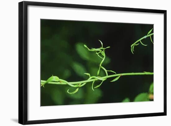 Green Vine Liquid Pencil Drawing-Anthony Paladino-Framed Giclee Print