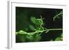 Green Vine Liquid Pencil Drawing-Anthony Paladino-Framed Giclee Print