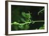 Green Vine Liquid Pencil Drawing-Anthony Paladino-Framed Giclee Print