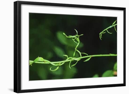 Green Vine Liquid Pencil Drawing-Anthony Paladino-Framed Giclee Print