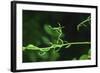 Green Vine Liquid Pencil Drawing-Anthony Paladino-Framed Giclee Print