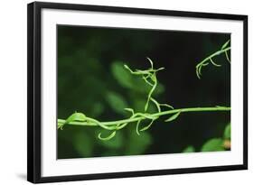 Green Vine Liquid Pencil Drawing-Anthony Paladino-Framed Giclee Print