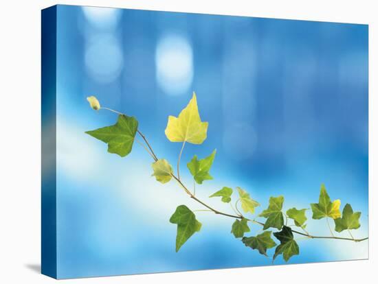 Green Vine of Ivy on Deep Blue-null-Stretched Canvas