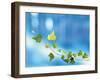 Green Vine of Ivy on Deep Blue-null-Framed Photographic Print