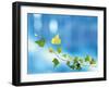 Green Vine of Ivy on Deep Blue-null-Framed Photographic Print