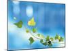 Green Vine of Ivy on Deep Blue-null-Mounted Photographic Print