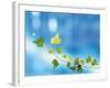 Green Vine of Ivy on Deep Blue-null-Framed Photographic Print