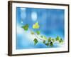 Green Vine of Ivy on Deep Blue-null-Framed Photographic Print