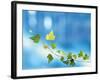Green Vine of Ivy on Deep Blue-null-Framed Photographic Print