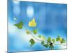 Green Vine of Ivy on Deep Blue-null-Mounted Photographic Print