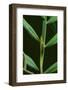 Green Vine Snake-DLILLC-Framed Photographic Print