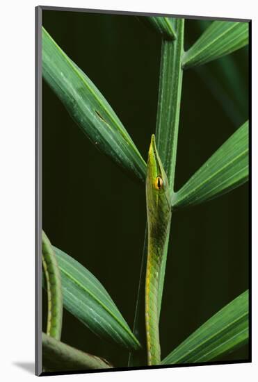 Green Vine Snake-DLILLC-Mounted Photographic Print