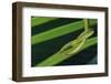 Green Vine Snake-DLILLC-Framed Photographic Print