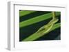 Green Vine Snake-DLILLC-Framed Photographic Print